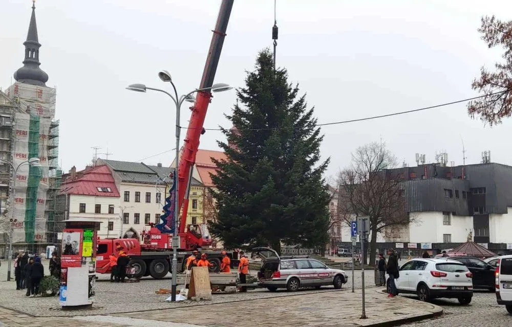 Jihlavský vánoční strom je už na svém místě. Ve středu začne zdobení, rozsvítí se 27. listopadu