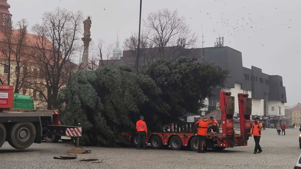 VIDEO: Jihlavský vánoční strom je už na svém místě. Ve středu začne zdobení, rozsvítí se 27. listopadu