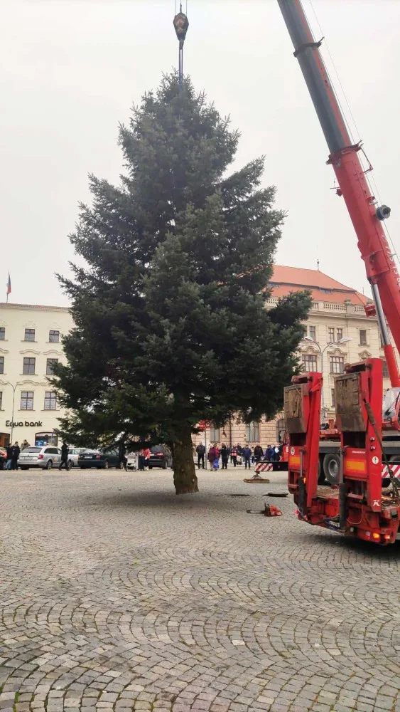 VIDEO: Jihlavský vánoční strom je už na svém místě. Ve středu začne zdobení, rozsvítí se 27. listopadu