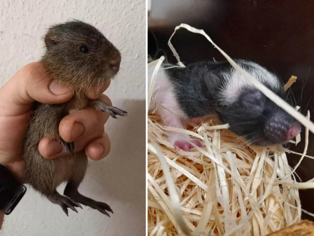 Jihlavská zoo přivítala první letošní mláďata, činili se hlodavci