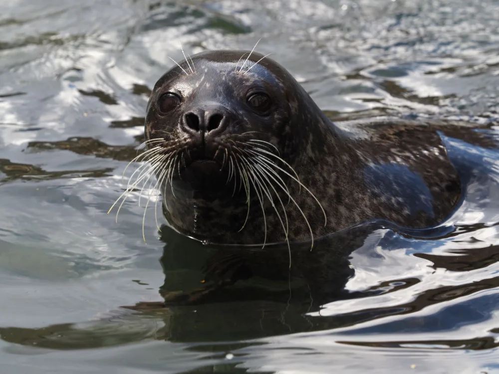 Jihlavská zoo po třinácti letech ukončuje chov oblíbených tuleňů. Snad to návštěvníci pochopí, doufá ředitel