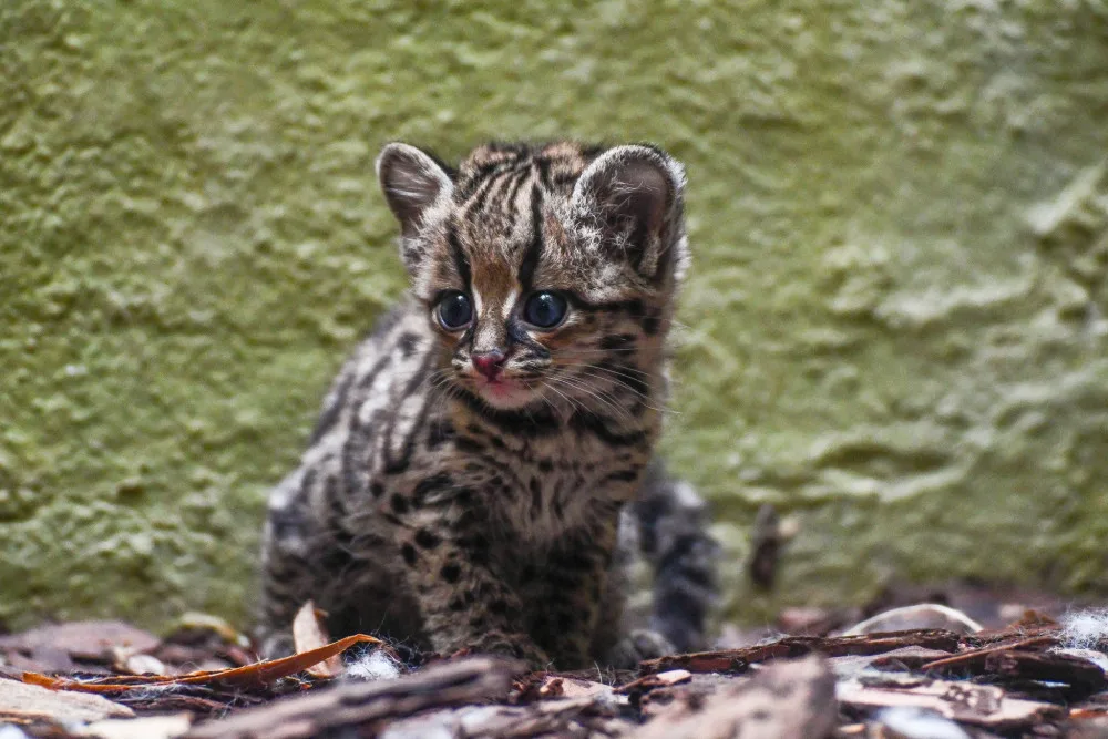 Nový přírůstek v jihlavské zoo. V pavilonu šelem se prohání roztomilé mládě margaye