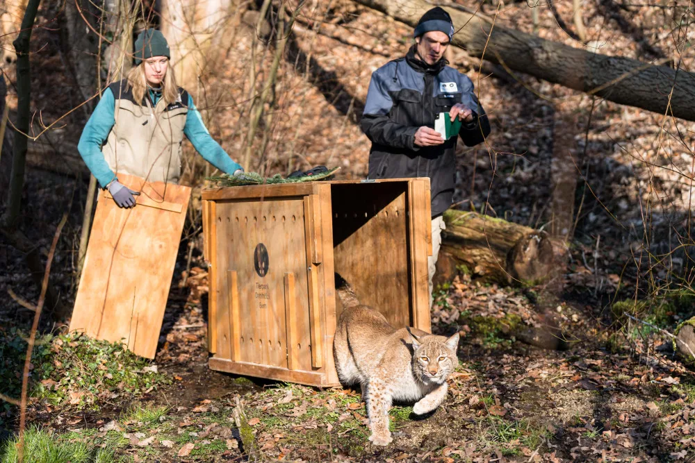 Samec ze Zoo Jihlava