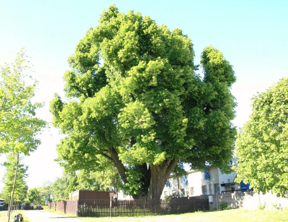 Lípa u Tokozu ve Žďáru nad Sázavou
