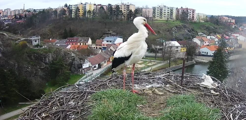 Čápi se vrací. Třebíčský Tonda už je v hnízdě, na přílet jeho partnerky Týny se netrpělivě čeká
