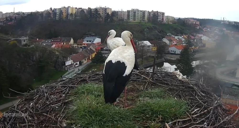 Třebíčští čápi Tonda a Týna jsou od pátku spolu