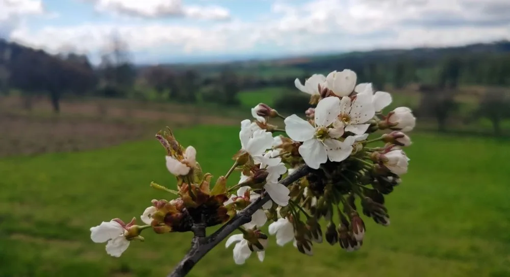 Kvetoucí stromy na Jihlavsku. Jaro je tady