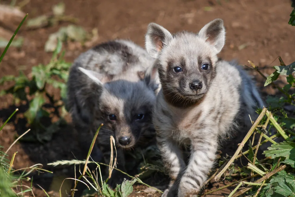 Vzácnost v jihlavské zoo. Narodila se tři mláďata hyeny žíhané, už se osmělují do výběhu