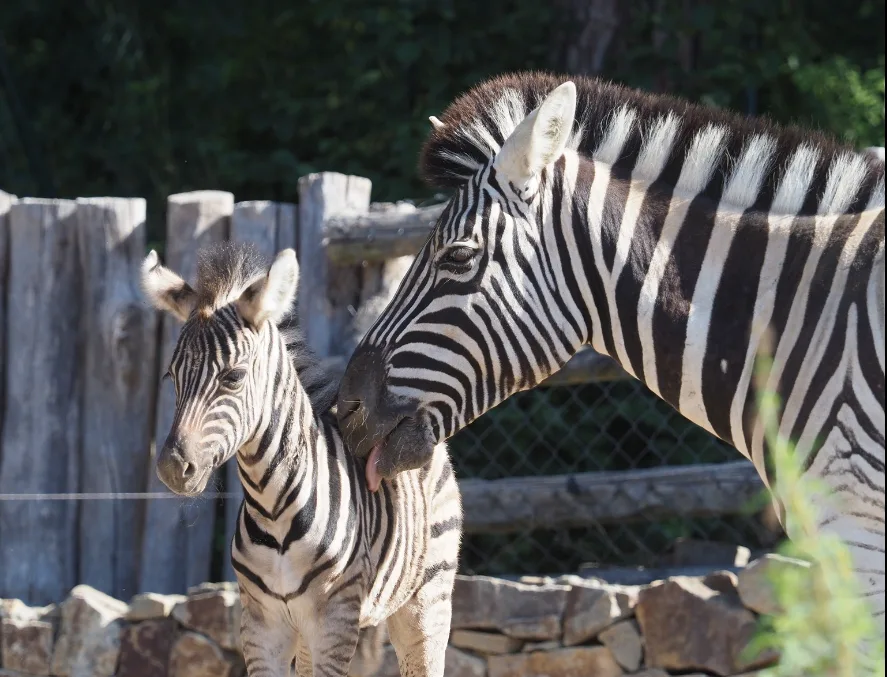 Další chovatelský úspěch v jihlavské zoo, v pondělí se narodilo mládě zebry Burchellovy