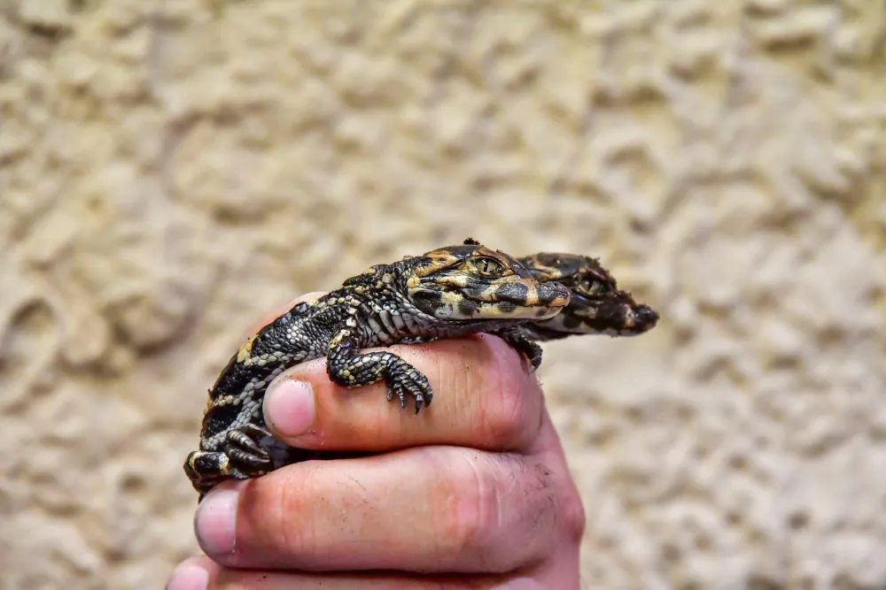 Úspěch světového významu. V jihlavské zoo se vylíhla čtyři mláďata kriticky ohroženého aligátora
