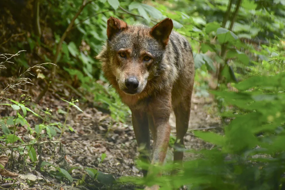 Jihlavská zoo má nového vlka. Teď ho čeká seznamování se starší partnerkou z Barcelony