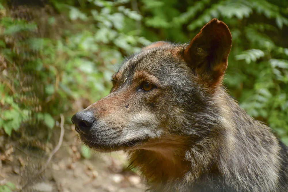 Jihlavská zoo má nového vlka. Teď ho čeká seznamování se starší partnerkou z Barcelony