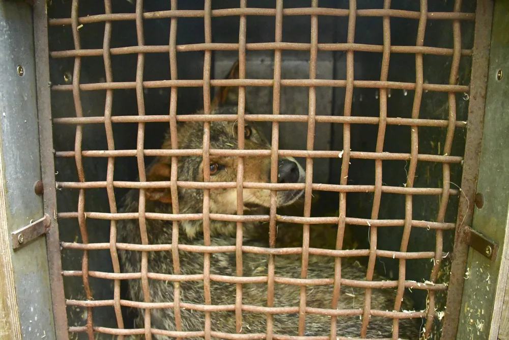 Jihlavská zoo má nového vlka. Teď ho čeká seznamování se starší partnerkou z Barcelony