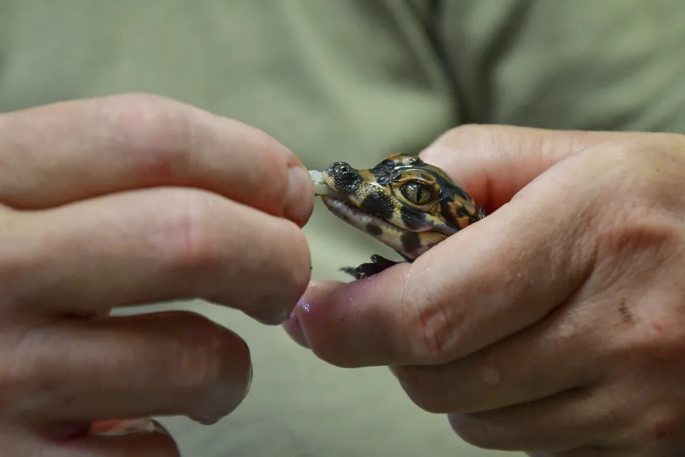 Mláďata vzácných aligátorů v jihlavské zoo mají za sebou nejkritičtější období, rostou a přibírají