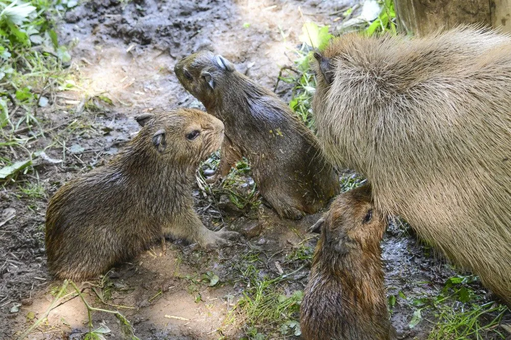 Jihlavská zoo slaví tři nové přírůstky, ve středu se narodily tři mláďata kapybary