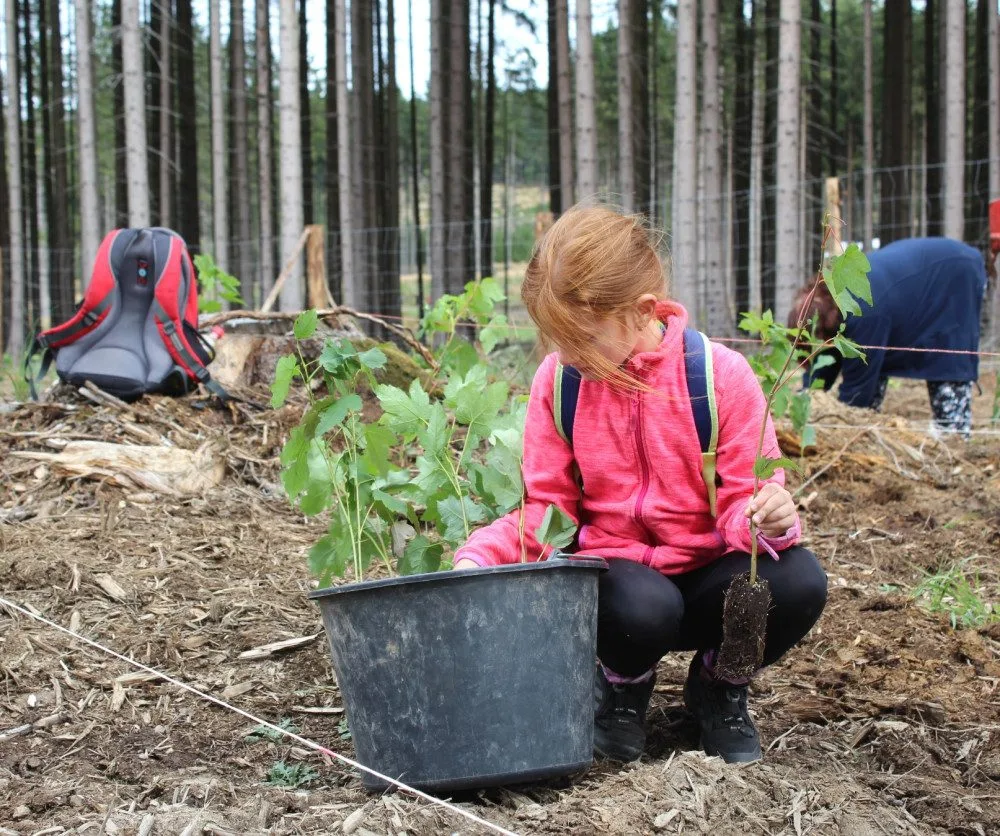 VIDEO: Den za obnovu lesa u Třeště zaujal stovky lidí. Viděly, jak pracuje harvestor i pětiletý tažný kůň