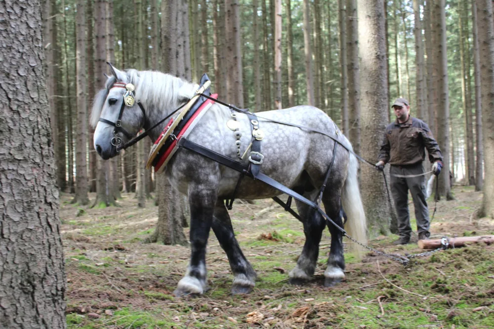 VIDEO: Den za obnovu lesa u Třeště zaujal stovky lidí. Viděly, jak pracuje harvestor i pětiletý tažný kůň