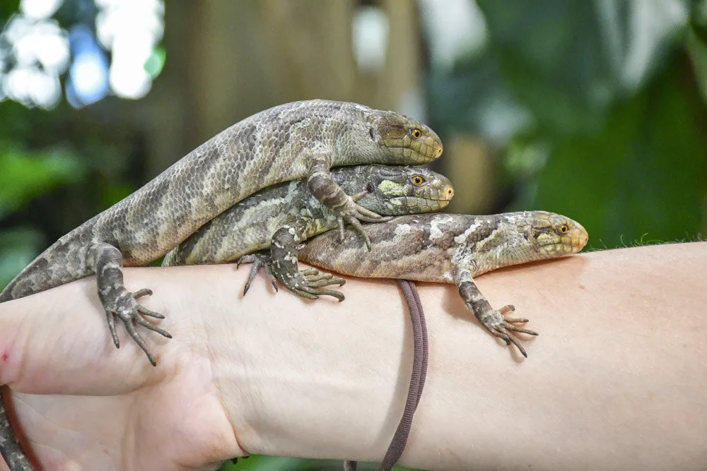 Světová rarita v jihlavské zoo, narodila se tu trojčata scinka šalamounského