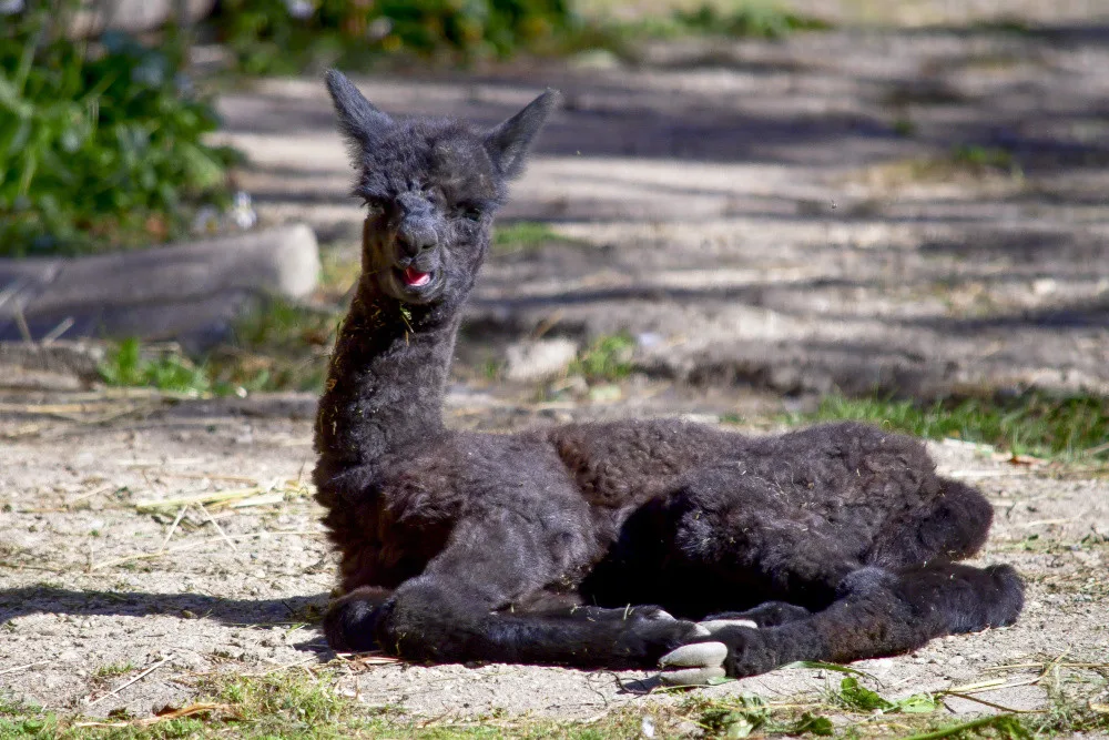 Milé zprávy z jihlavské zoo, v minulém týdnu se zde narodily dvě alpaky