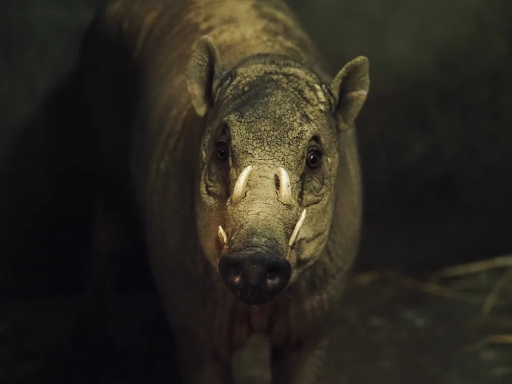 Do jihlavské zoo dorazil samec vzácné babirusy. Brzy by se měl představit návštěvníkům, v plánu je i odchov