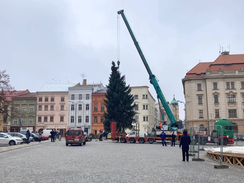 Jihlava se ladí vánočně. Na náměstí už stojí stromeček, je jím dvanáctiletý smrk z Březinek