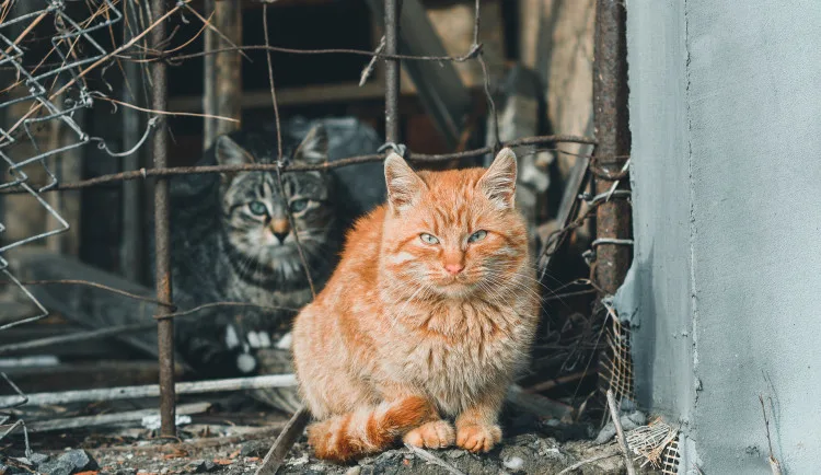 Ilustrační foto