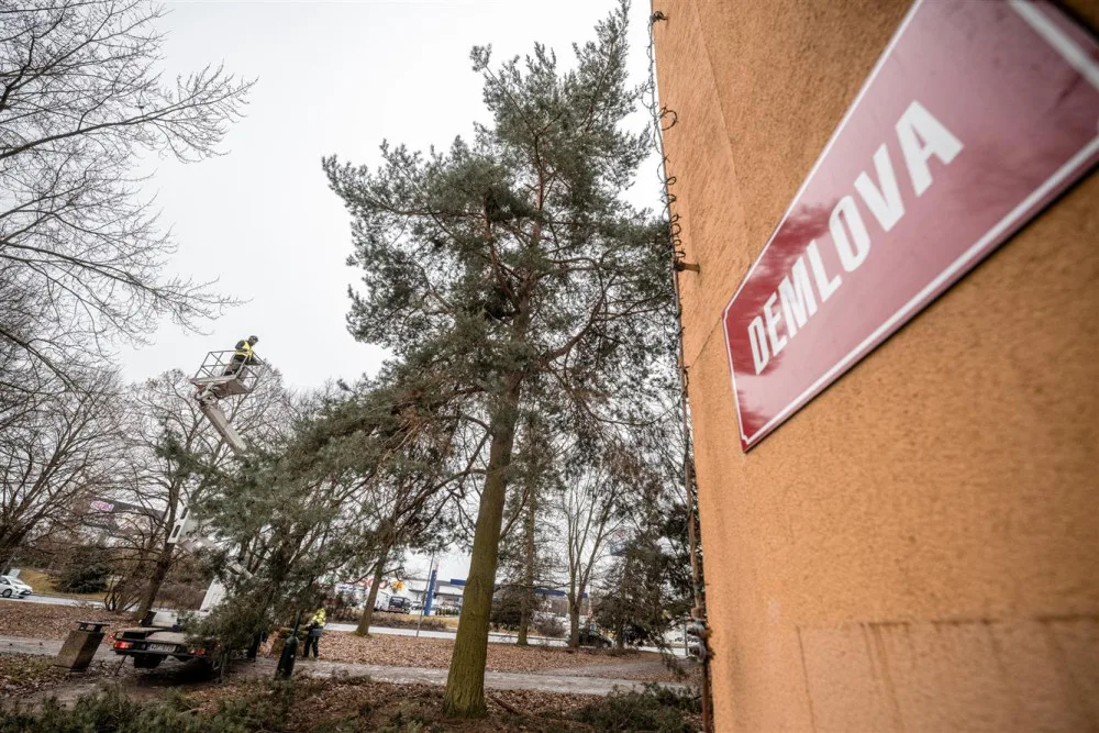 FOTO: Dozvuky sněhové kalamity. V Jihlavě je nutné ošetřit poškozené stromy, některé z nich musí k zemi