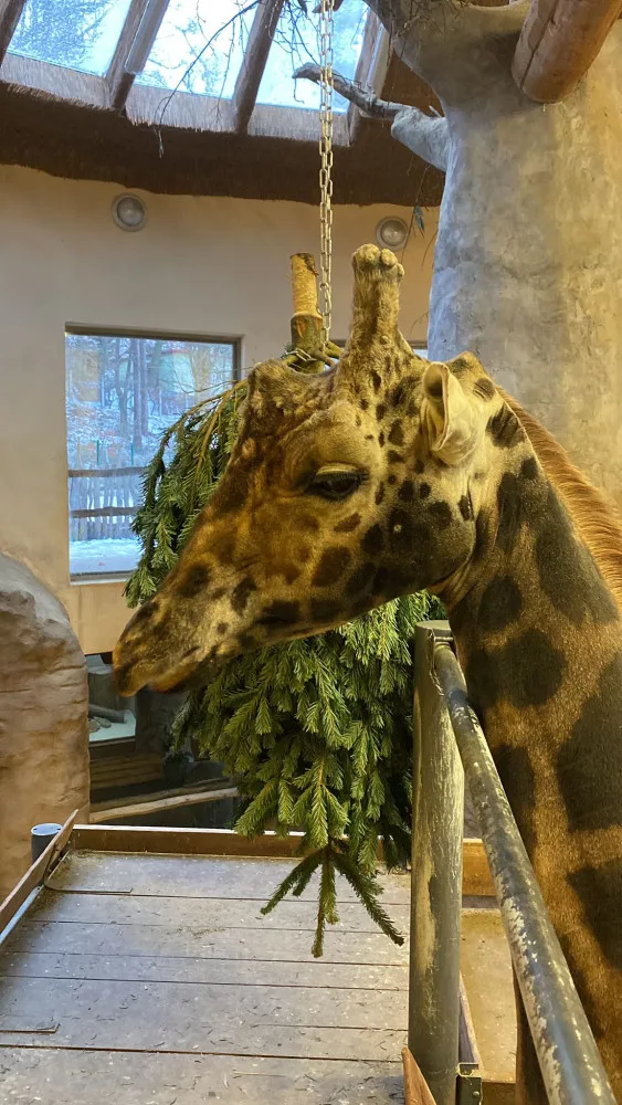 Vánoční stromeček na okus i na hraní. Podívejte se do jihlavské zoo, jak chutná žirafě nebo tygrovi