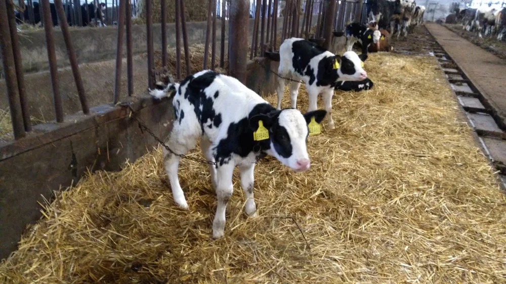 Aktivisté upozornili na týraný skot na Jihlavsku, veterináři na majitele podají trestní oznámení