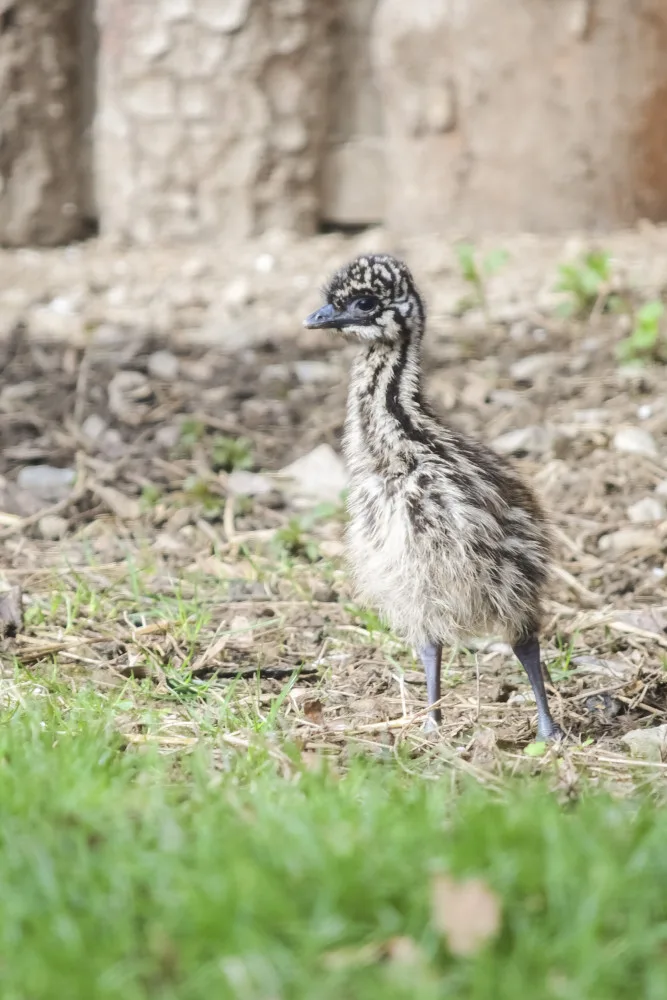 Jihlavská zoologická zahrada se chlubí novými mláďaty, jsou to dvoje čtyřčata z Austrálie
