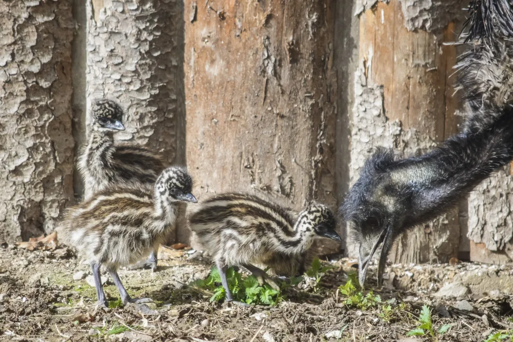 Jihlavská zoologická zahrada se chlubí novými mláďaty, jsou to dvoje čtyřčata z Austrálie