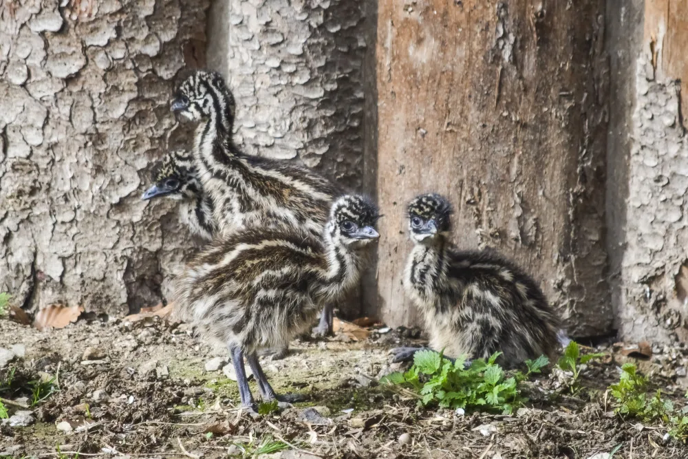 Jihlavská zoologická zahrada se chlubí novými mláďaty, jsou to dvoje čtyřčata z Austrálie