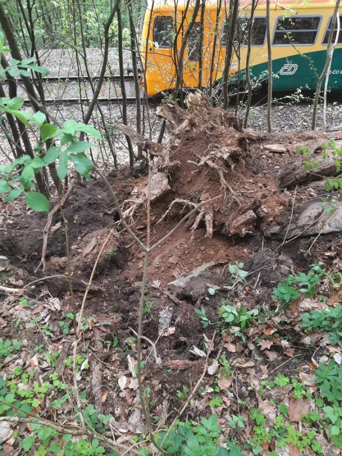 FOTO: Strojvedoucí nezvládl zabrzdit. Vlak s patnácti cestujícími na Žďársku narazil do stromu