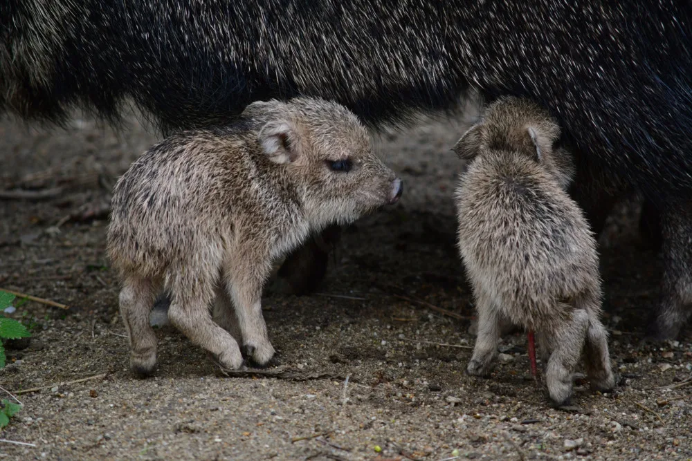 Nová mláďata u pekariů. Foto: poskytla Zoo Jihlava