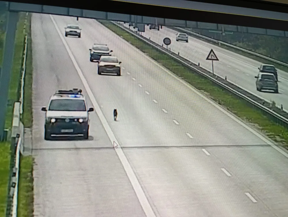 Po dálnici běhá husky. Prosíme majitele, aby volal linku 158, vzkazuje policie