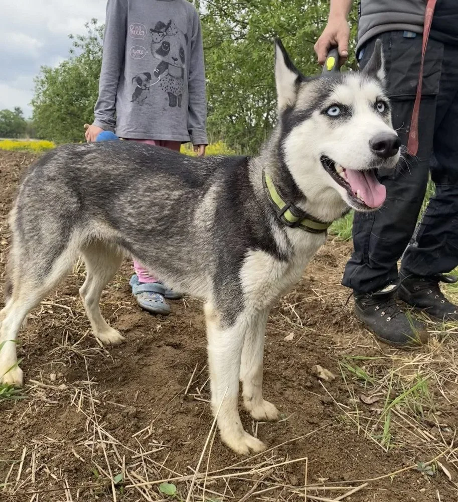 Pes Mia běhal po dálnici, vše skončilo dobře. Foto: poskytla Policie ČR