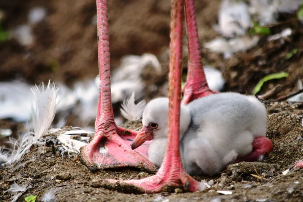 Jihlavskou zoo se nese křik malých plameňáků. Nejraději se schovávají v peří svých matek