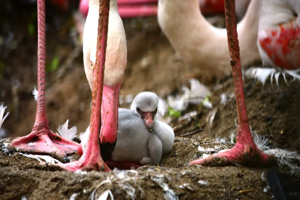 VIDEO: Jihlavskou zoo se nese křik malých plameňáků. Nejraději se schovávají v peří svých matek
