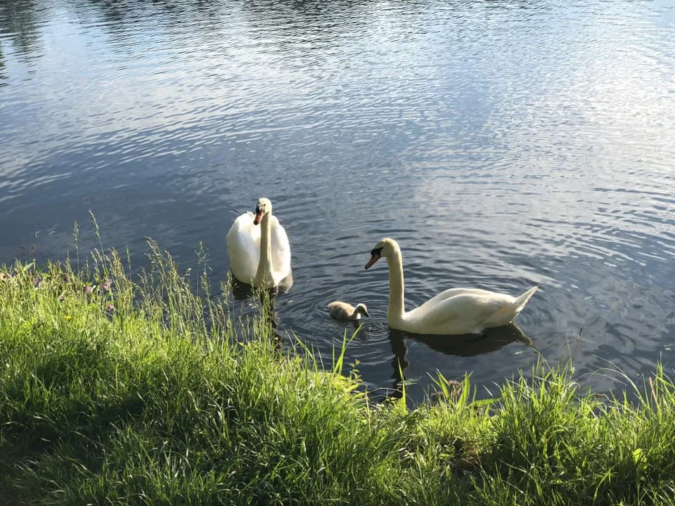 Snímek labutí rodiny už pouze s jedním mládětem, foto: Alžběta Holas