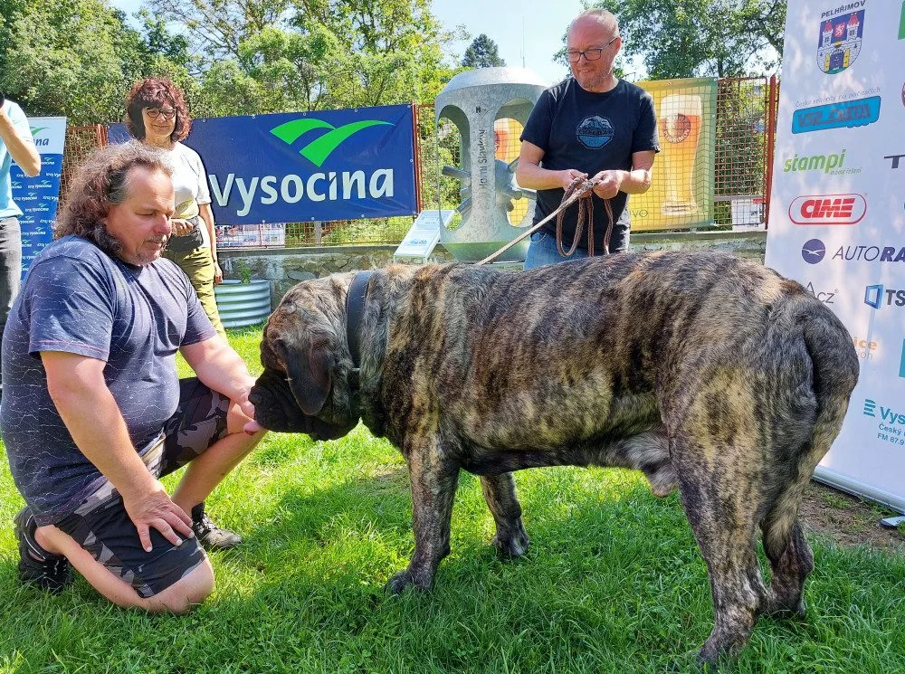 Do Pelhřimova dorazil nejtěžší pes v ČR. Uriáš váží 125 kilo, miluje řeku, denně spořádá 1,5 kilogramů granulí