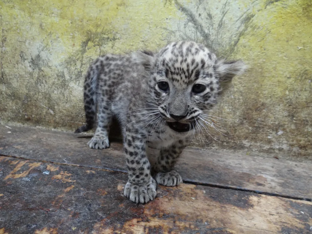 V jihlavské zoo se narodila dvě mláďata levharta perského. Slabší ale nakonec nepřežilo