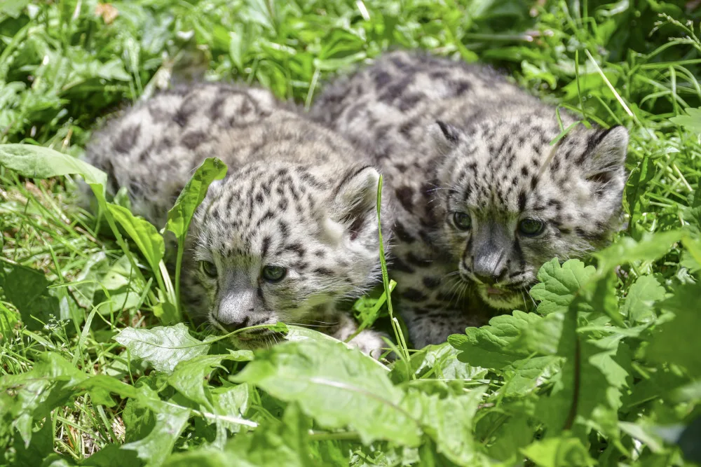 Prázdninová radost. V Zoo Jihlava se narodila dvojčata irbisů, samečci jsou zatím ve vnitřní ubikaci