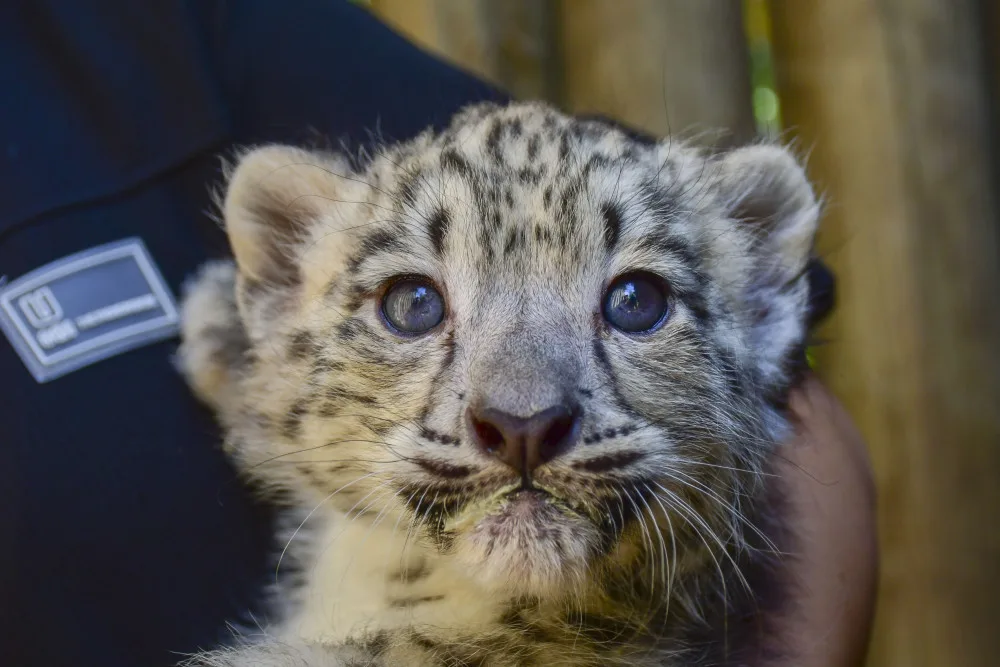 FOTO: Prázdninová radost. V Zoo Jihlava se narodila dvojčata irbisů, samečci jsou zatím ve vnitřní ubikaci