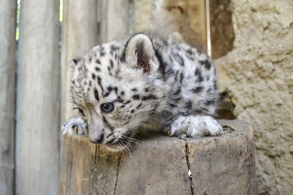 FOTO: Prázdninová radost. V Zoo Jihlava se narodila dvojčata irbisů, samečci jsou zatím ve vnitřní ubikaci