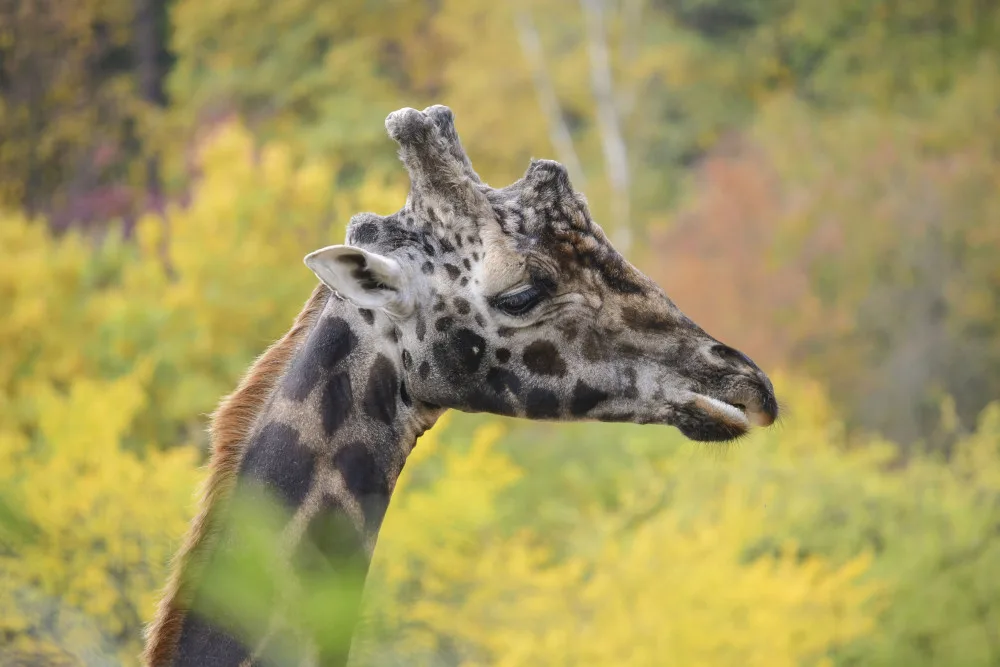 Zoo Jihlava přišla o žifarího samce Zuberiho. Trpěl neustálými bolestmi a měl problémy s pohybem