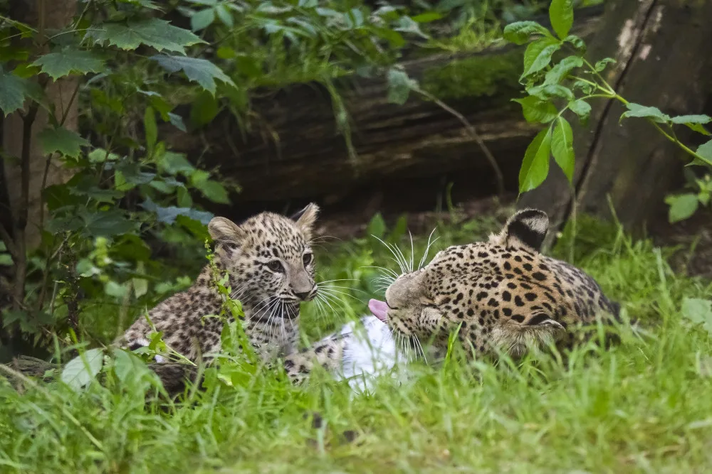 VIDEO: Poprvé ve výběhu. Čtyřměsíční samička lehvarta v jihlavské zoo si užívá léto