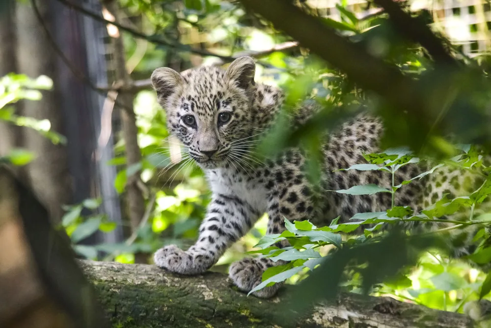 VIDEO: Poprvé ve výběhu. Čtyřměsíční samička lehvarta v jihlavské zoo si užívá léto