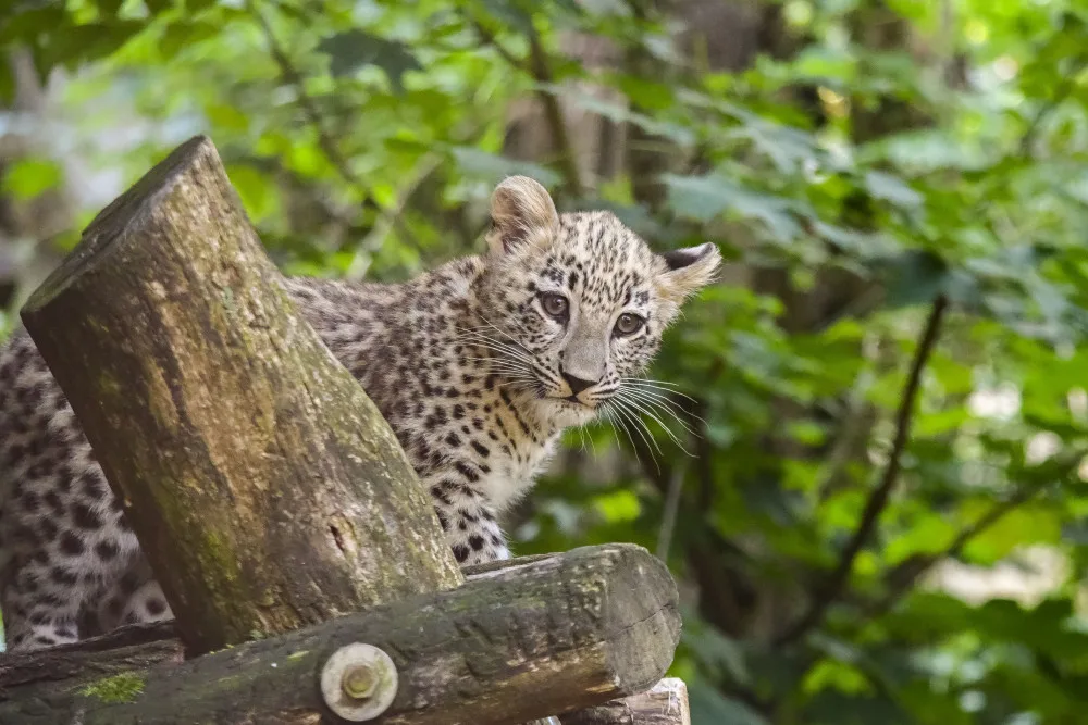 VIDEO: Poprvé ve výběhu. Čtyřměsíční samička lehvarta v jihlavské zoo si užívá léto