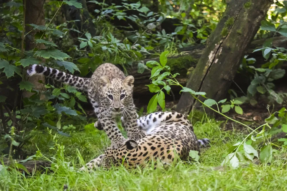 VIDEO: Poprvé ve výběhu. Čtyřměsíční samička lehvarta v jihlavské zoo si užívá léto