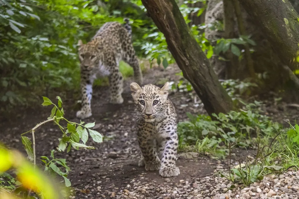 VIDEO: Poprvé ve výběhu. Čtyřměsíční samička lehvarta v jihlavské zoo si užívá léto